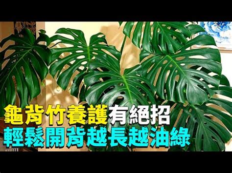 龜背芋壽命|龜背芋照顧指南：3分鐘搞懂養護祕訣，完整教學讓你。